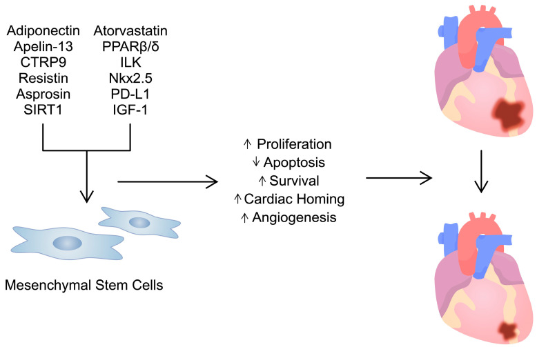 圖3：用多種試劑/分子預處理間充質干細胞可增強其活性。這可用于治療心臟病，例如心肌梗塞。