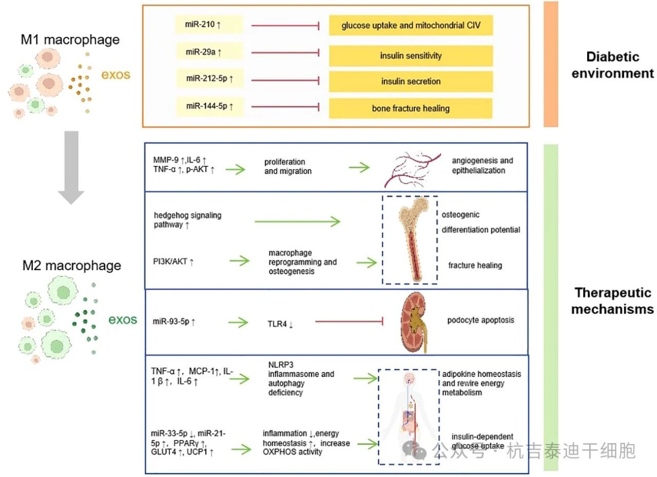 圖1：巨噬細胞衍生的外泌體如何促進糖尿病的發病機制、并發癥和治療。