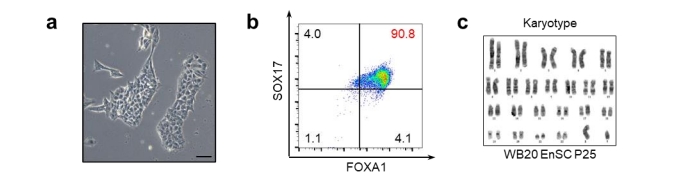 Enscs的形態、FACS的結果、WB20EnSC系的染色體分型結果