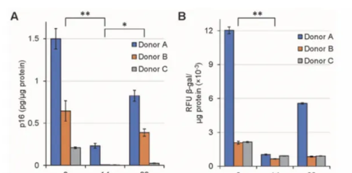 NK細胞輸注前、輸注后第14天和第90天的p16和β-半乳糖苷酶含量。