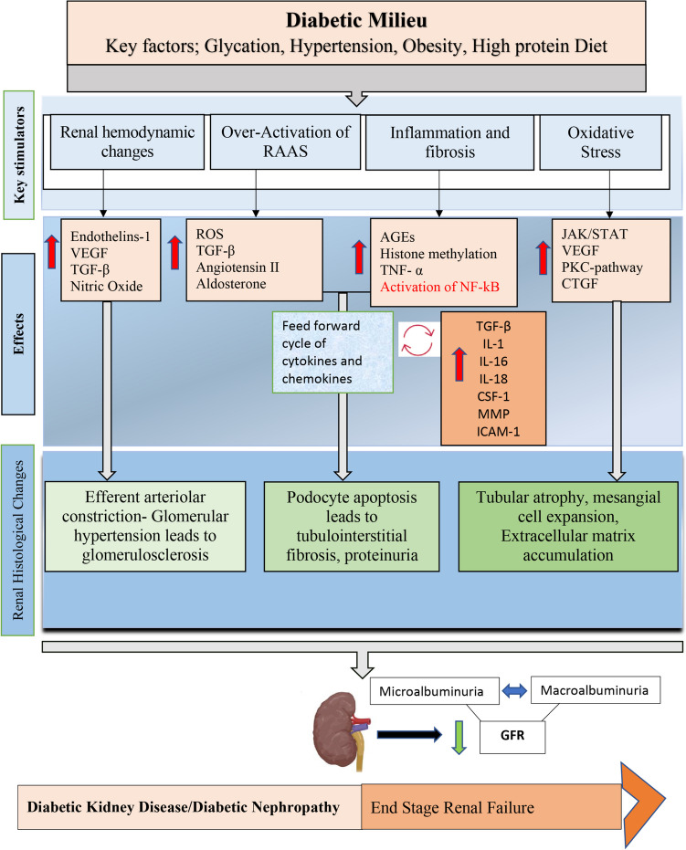 圖2：糖尿病腎病的特征是代謝和血液動力學(xué)異常，這些異常與多種ROS 相關(guān)途徑相互作用