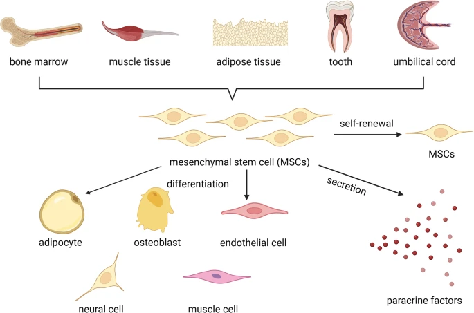 圖2：間充質干細胞的來源和作用機制。