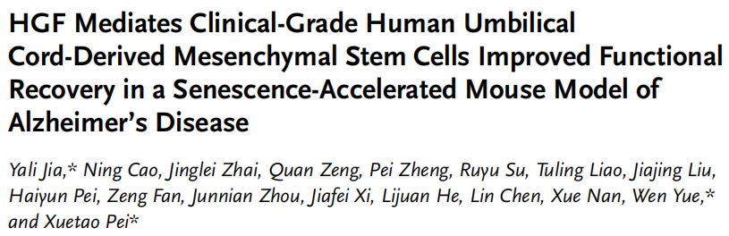 HGF 介導臨床級人臍帶間充質干細胞改善阿爾茨海默病衰老加速小鼠模型的功能恢復
