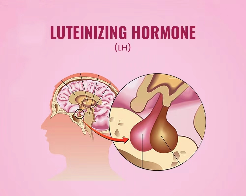 黃體生成素水平測(cè)試（LH）
