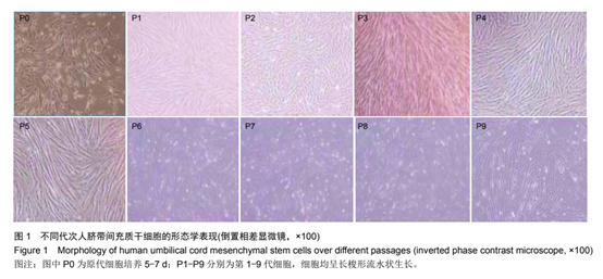 不同代次人臍帶問充質于細胞的形態學表現