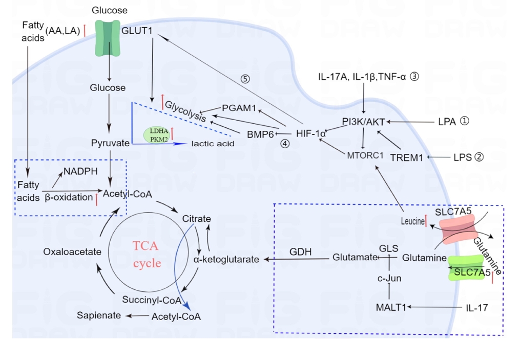 圖1：牛皮癬患者角質(zhì)形成細(xì)胞的代謝途徑發(fā)生改變。