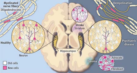 一生中產生的新腦細胞