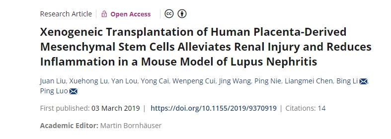 人類胎盤(pán)來(lái)源的間充質(zhì)干細(xì)胞異種移植可減輕狼瘡性腎炎小鼠模型的腎臟損傷并減少炎癥