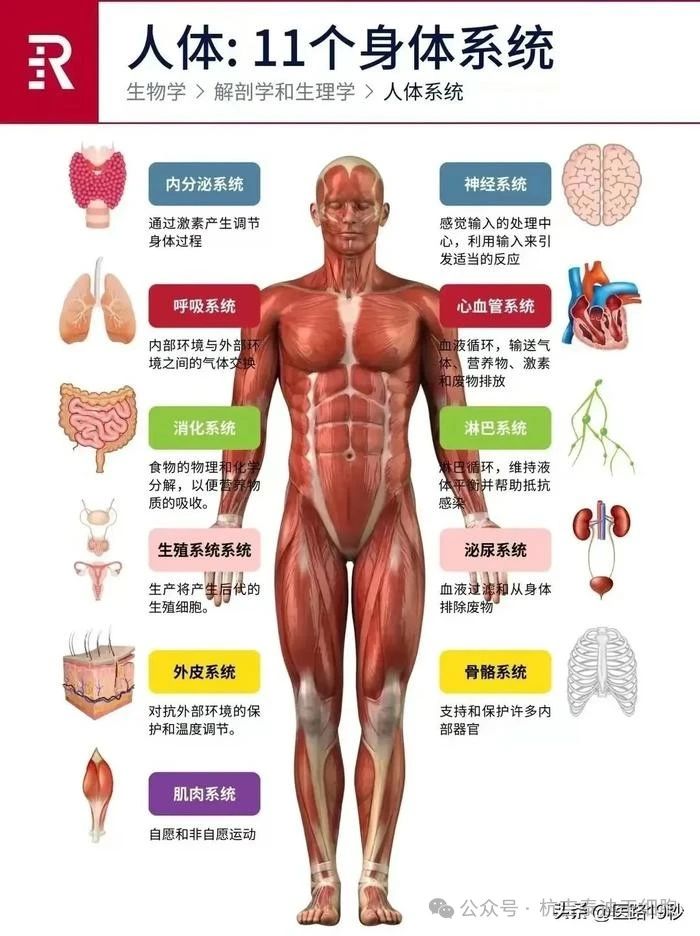 人體:11個身體系統 人體:11個身體系統