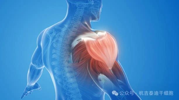 干細胞療法與肌肉系統 干細胞療法與肌肉系統