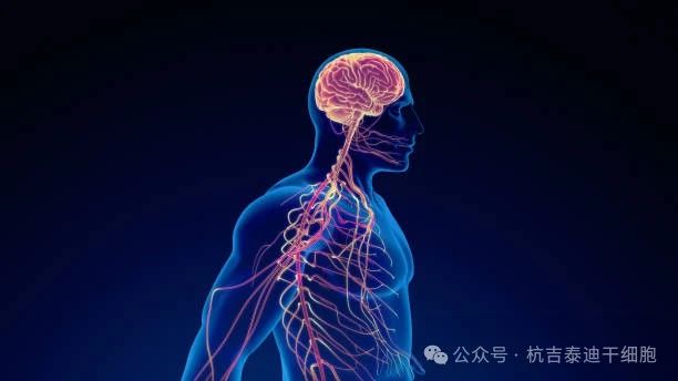 干細胞療法與神經系統疾病 干細胞療法與神經系統疾病