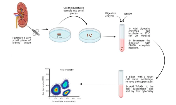 圖2:從人類腎臟活檢中分離活細胞的示意圖 圖2:從人類腎臟活檢中分離活細胞的示意圖