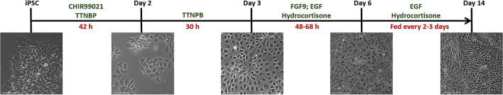 圖3:人類 iPSC腎臟分化示意圖 圖3:人類 iPSC腎臟分化示意圖