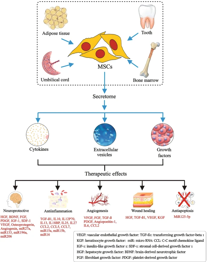 圖1：間充質(zhì)干細(xì)胞的來源、分泌組組成和治療益處。