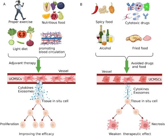 四、臍帶間充質干細胞治療期間的注意事項