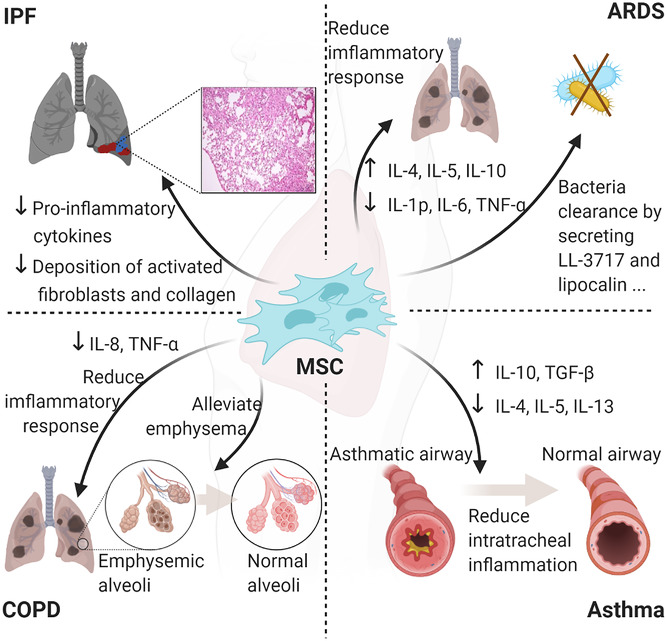 間充質干細胞在特發性肺纖維化 (IPF)、急性呼吸窘迫綜合征 (ARDS)、慢性阻塞性肺疾病 (COPD) 和哮喘中的主要作用