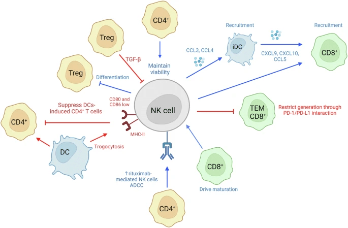 圖6：NK細(xì)胞和T細(xì)胞相互作用。