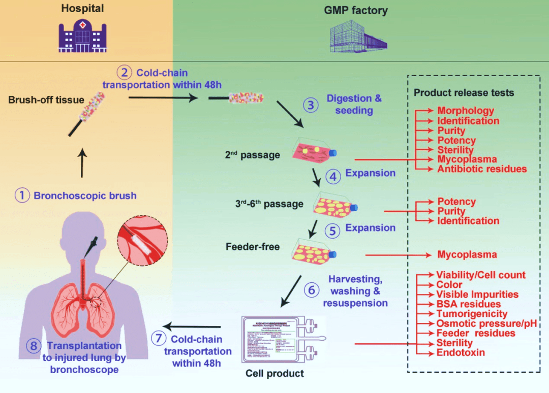 圖2. ?圖示支氣管上皮基底層來(lái)源的P63+?LPC（左圖來(lái)自Janes SM，2022；右圖來(lái)自左為課題組）及其用于臨床治療的流程。