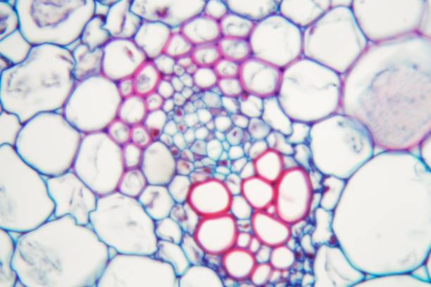 什么是間充質干細胞 (MSC)？