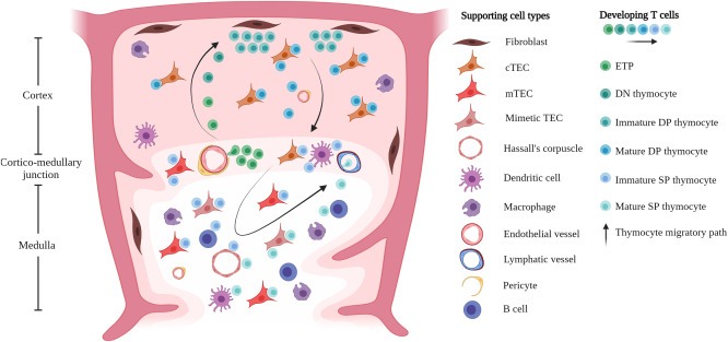 圖1：T細(xì)胞的發(fā)育和選擇在胸腺微環(huán)境中受時空信號以及與支持基質(zhì)、上皮和造血細(xì)胞相互作用的引導(dǎo)