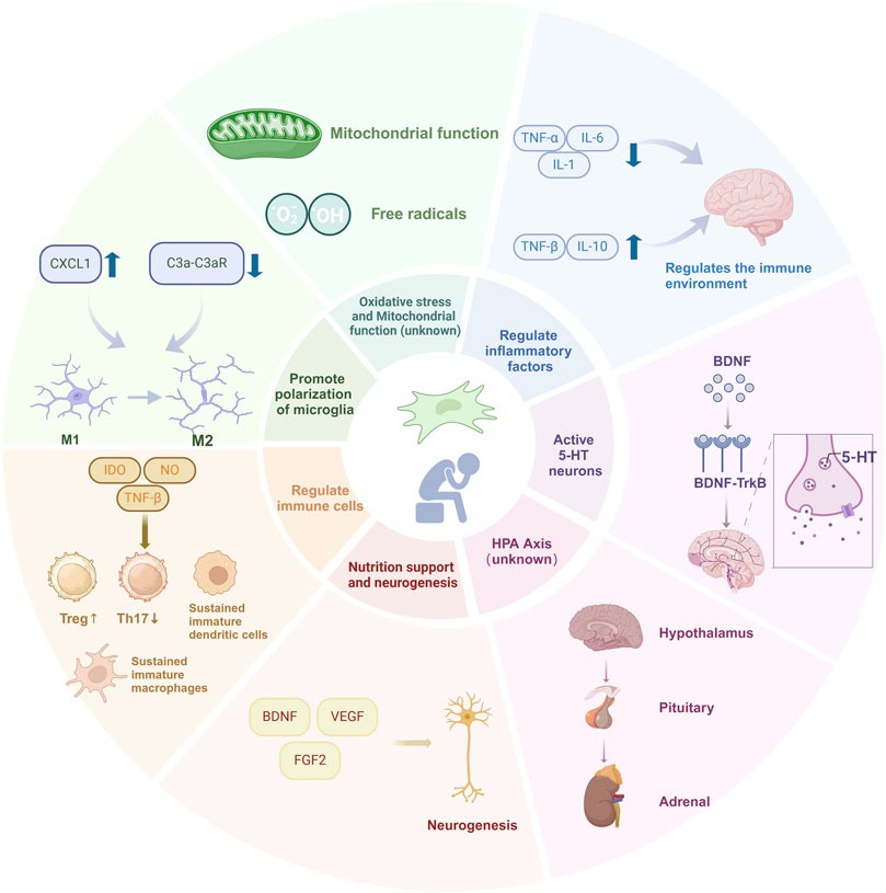 圖1：目前對干細(xì)胞治療抑郁癥的分子機(jī)制的理解