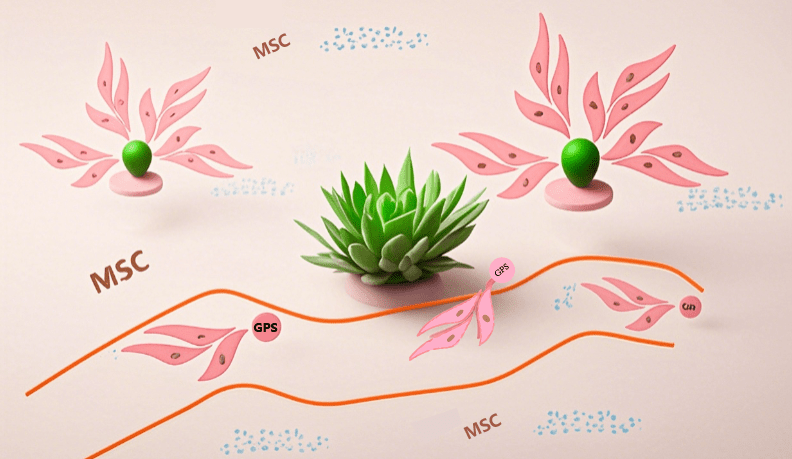 間充質(zhì)干細胞歸巢