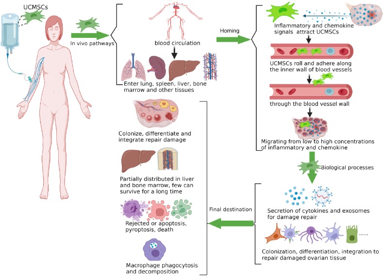 圖1：臍帶間充質干細胞在體內的命運。