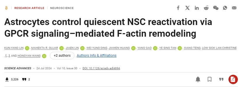 星形膠質(zhì)細(xì)胞通過(guò) GPCR 信號(hào)介導(dǎo)的 F-肌動(dòng)蛋白重塑控制靜止 NSC 再激活