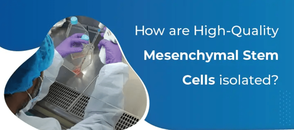 為什么遵守GMP對于生產高質量、安全的間充質干細胞至關重要