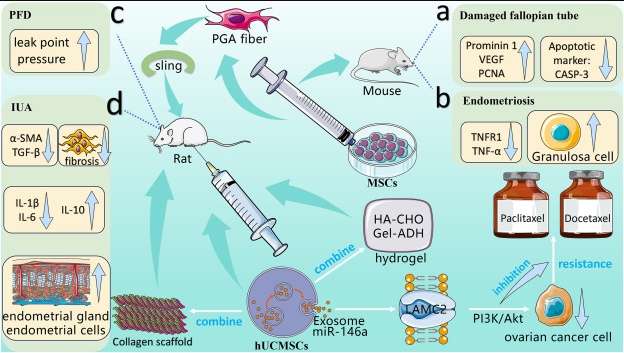 圖2：間充質干細胞在婦產科疾病應用相關的動物實驗。