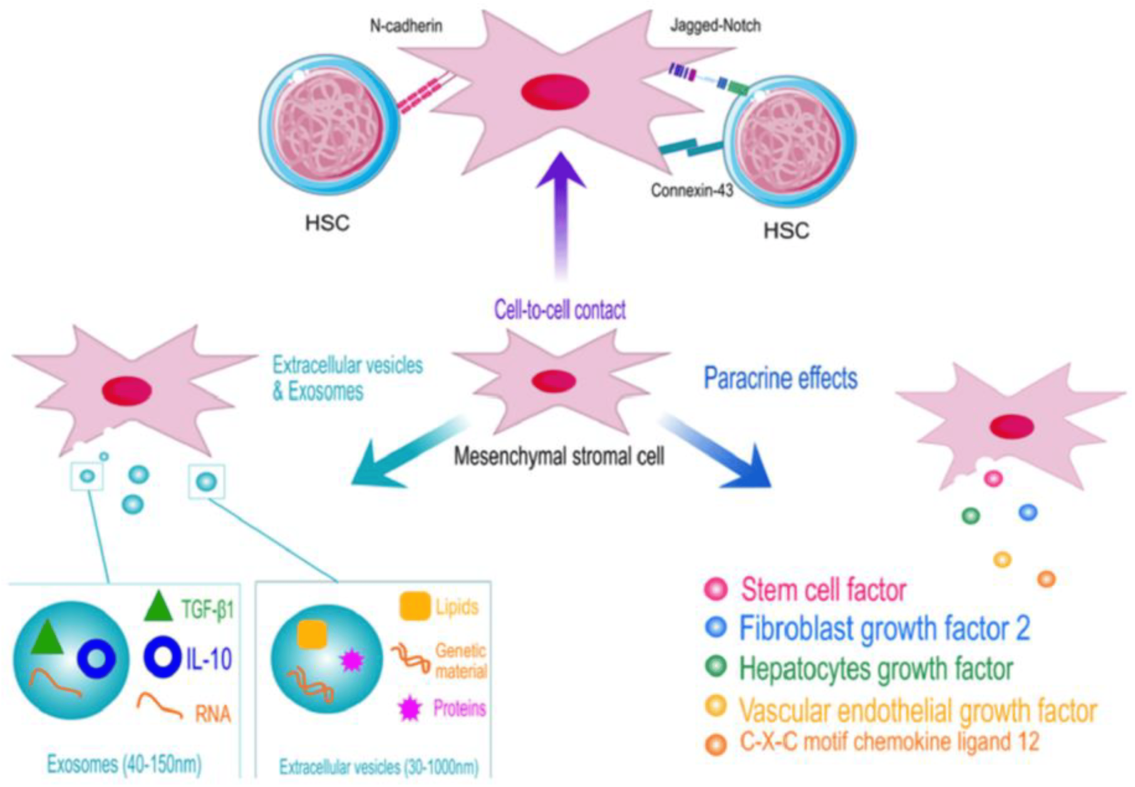 圖1：顯示了造血干細胞 (HSC) 和間充質干細胞 (MSC) 之間相互作用的示意圖，強調了它們在卵巢再生中的協同作用。