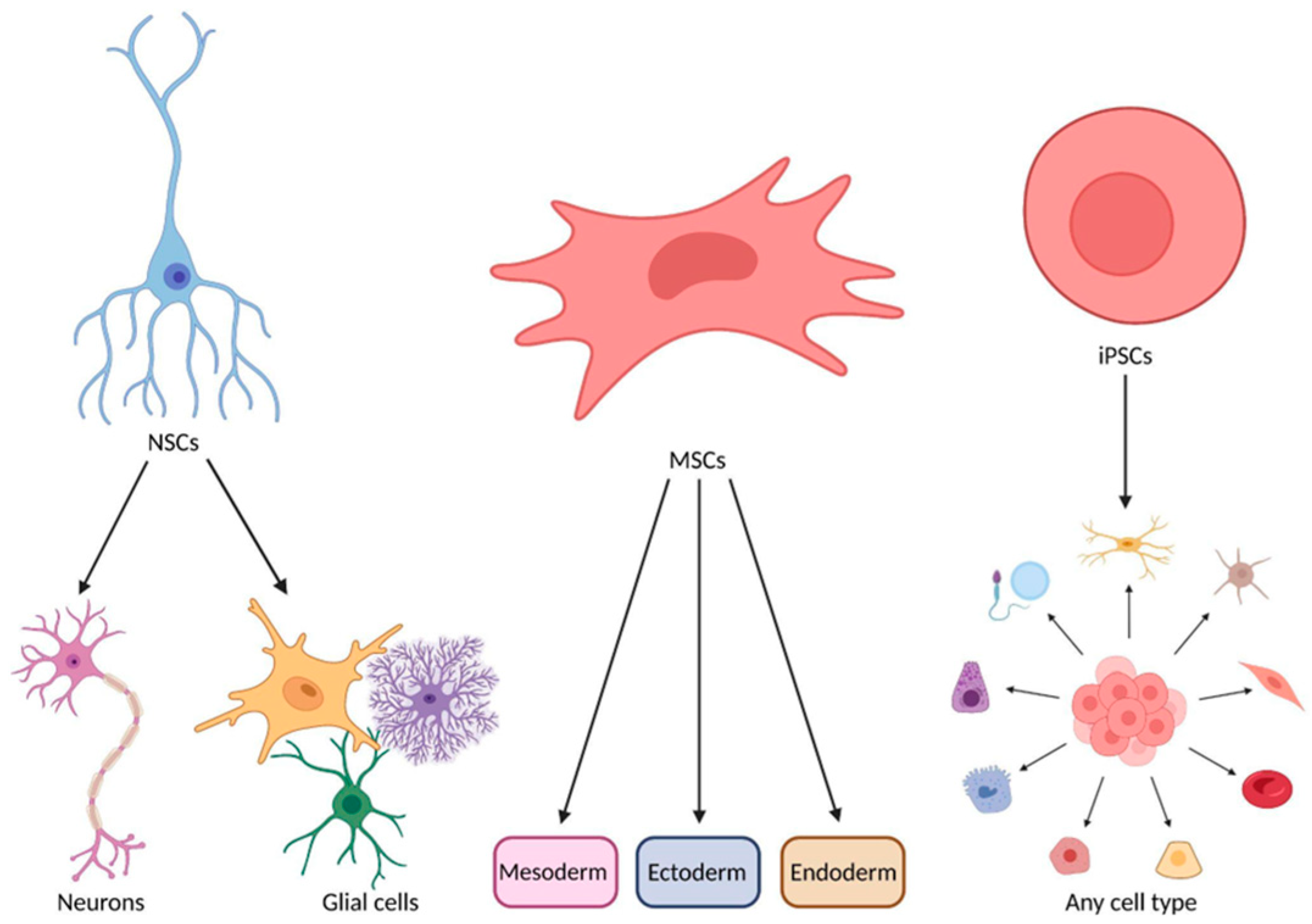 圖1：神經干細胞、間充質干細胞和誘導多能干細胞的分化潛力。
