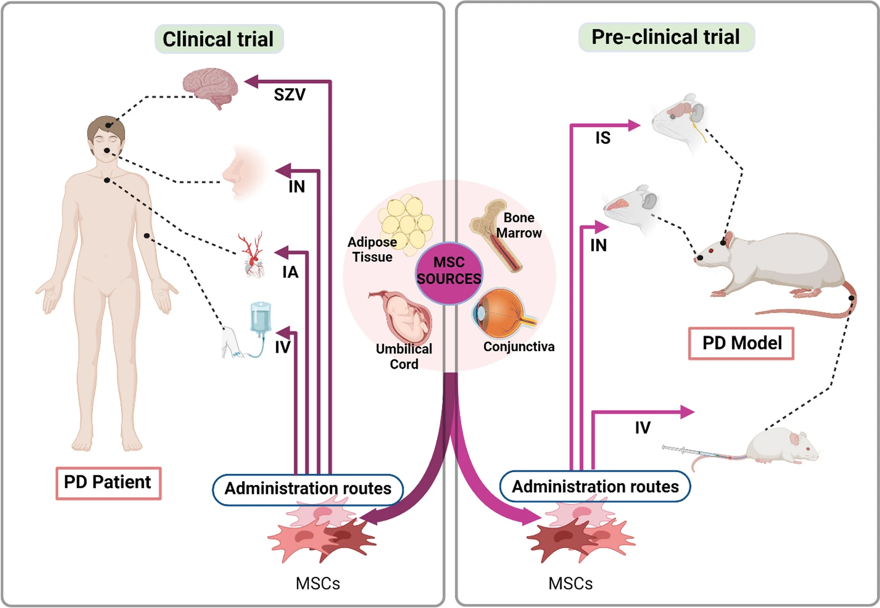 圖2：間充質干細胞 (MSC) 治療帕金森病 (PD) 的臨床前和臨床研究。