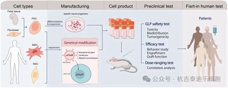 圖2：下一代干細(xì)胞療法。