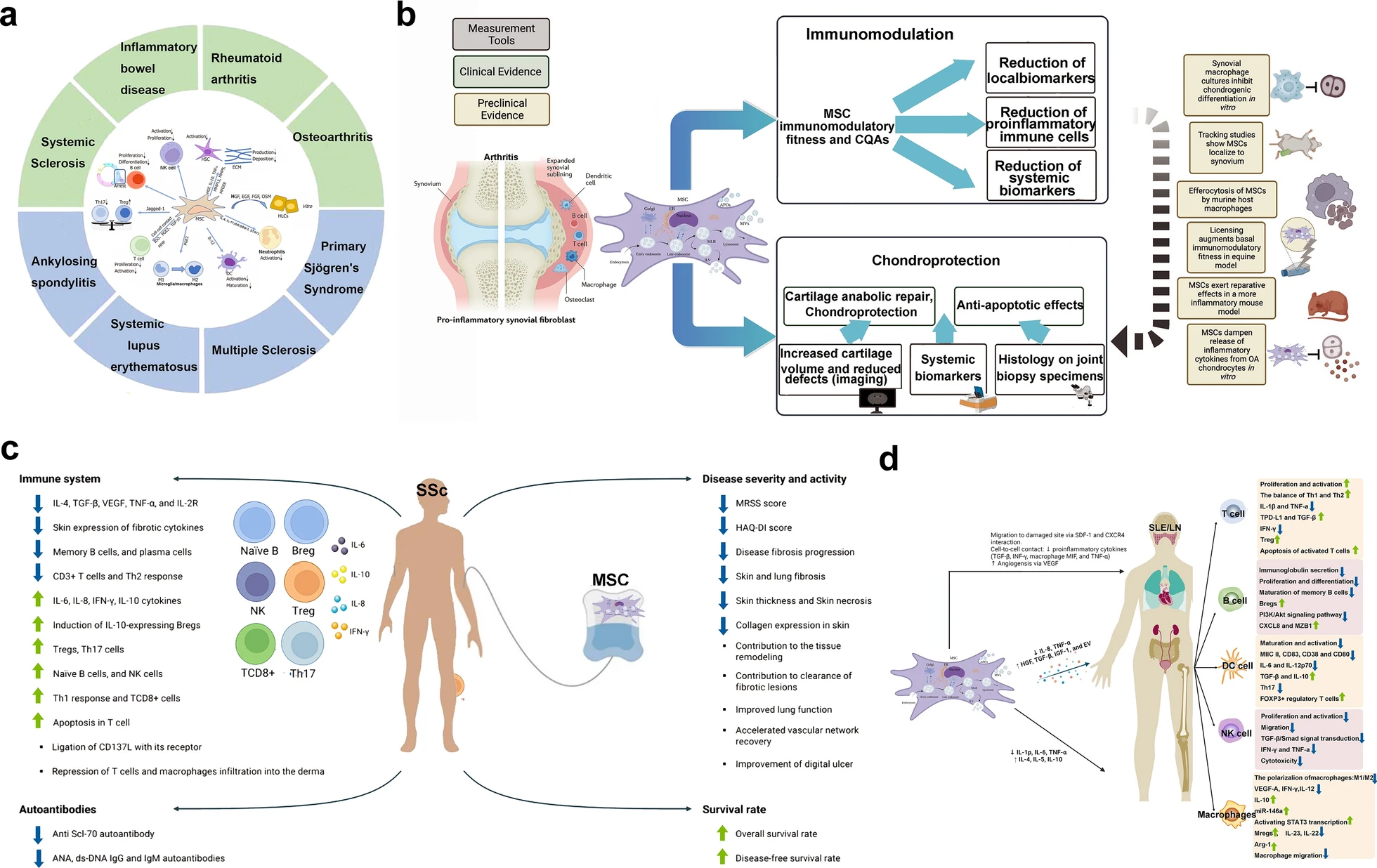 圖18：間充質(zhì)干細胞治療不同疾病的機制（a：自身免疫性疾病和風(fēng)濕性免疫疾病；b：炎性關(guān)節(jié)炎；c：Ssc；SLE和LN）
