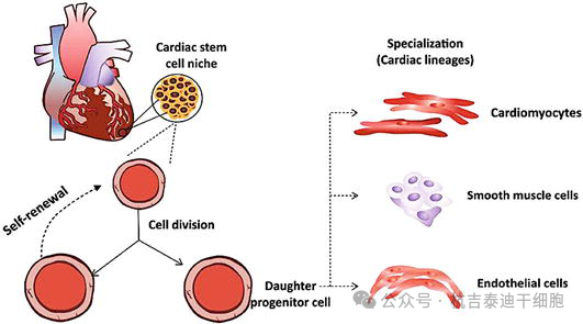 圖9：心臟干細(xì)胞在生成多種心臟細(xì)胞用于細(xì)胞治療中的作用。