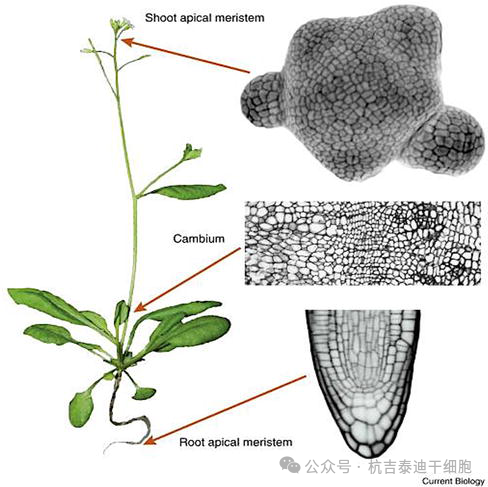 圖2：顯示植物的分生組織，以莖和根頂端分生組織和形成層表示。分生組織是植物的干細(xì)胞，也是全能性的，能夠產(chǎn)生整個(gè)植物。