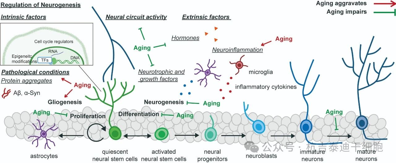 圖1：健康衰老過程中神經(jīng)發(fā)生和神經(jīng)干細(xì)胞變化的調(diào)節(jié)。