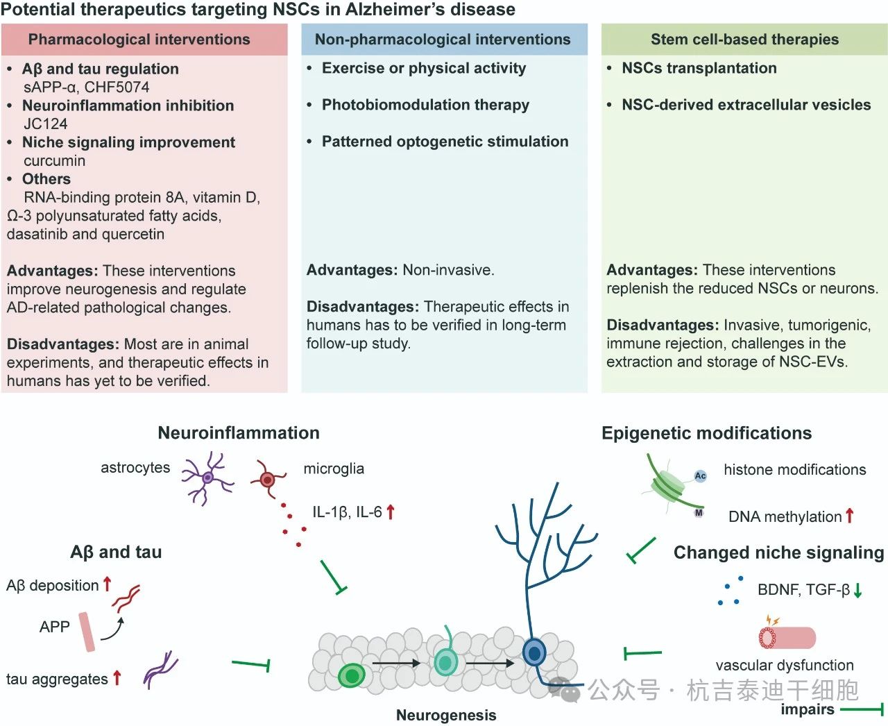 圖2：針對阿爾茨海默病中神經(jīng)干細(xì)胞的潛在療法。