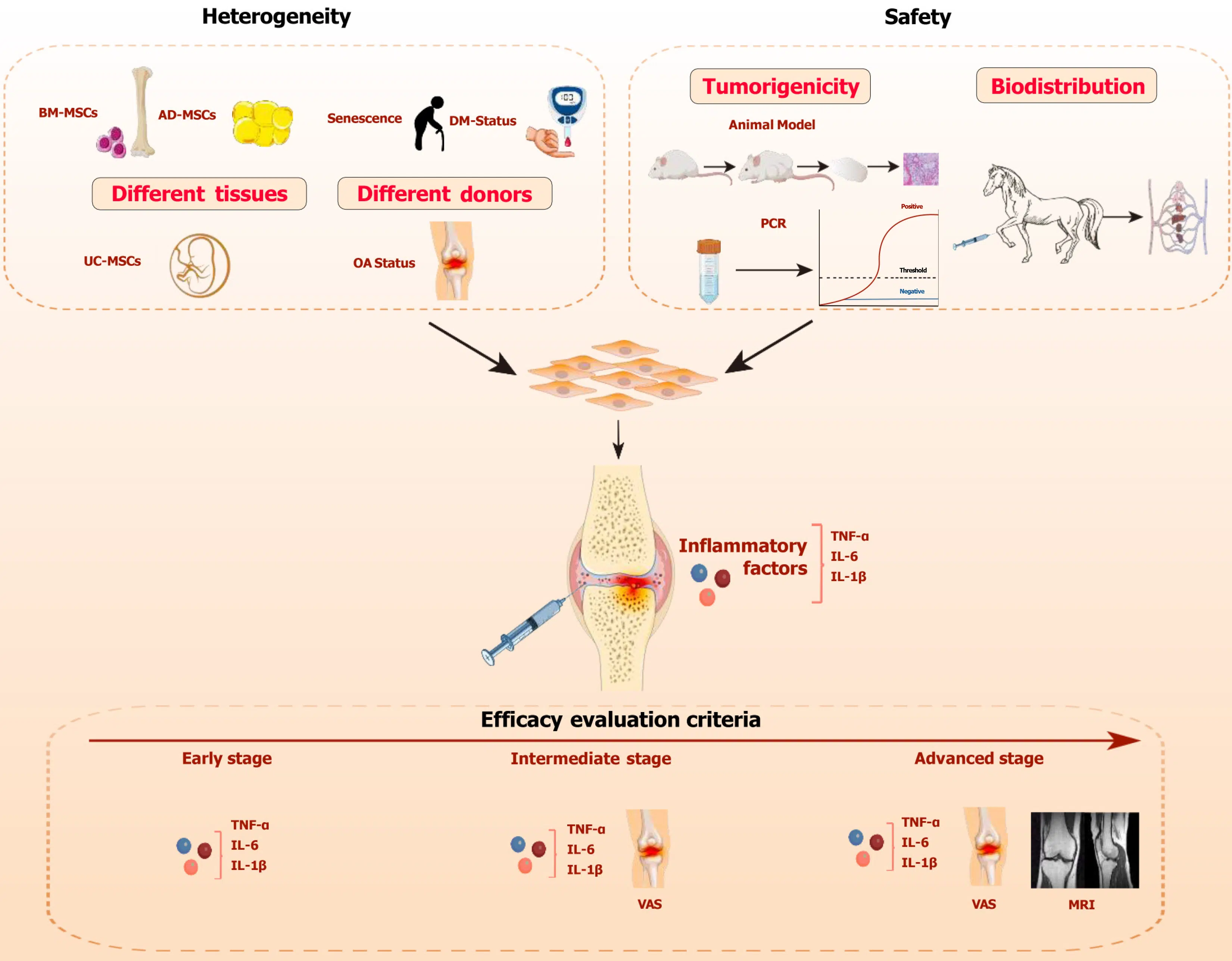 圖1：間充質干細胞治療骨關節炎的關鍵考慮因素。
