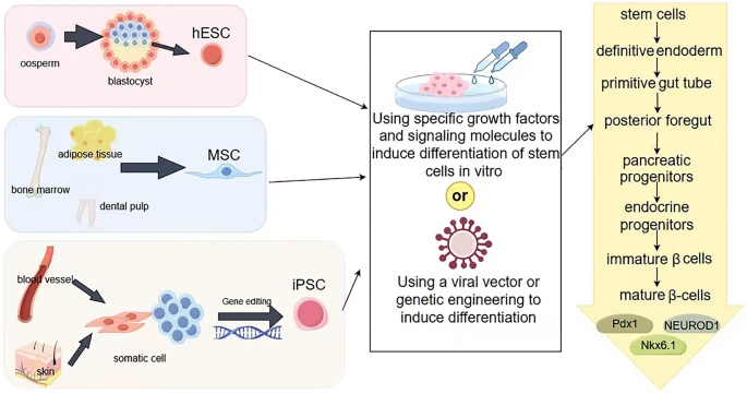 圖2：從干細胞生成β細胞。