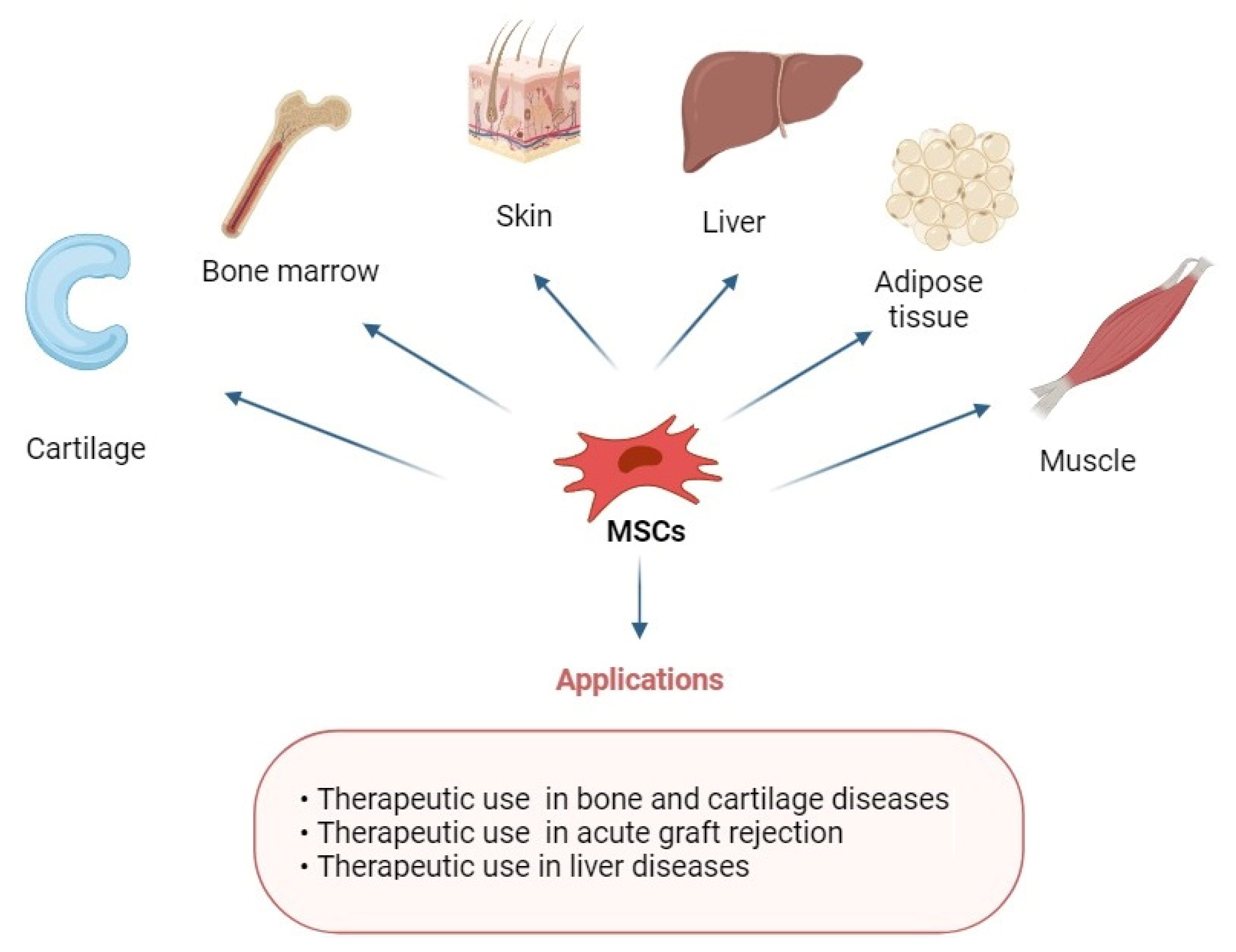 圖1:具有多重分化潛能的MSCs在修復各種組織中的應用。 圖1:具有多重分化潛能的MSCs在修復各種組織中的應用。