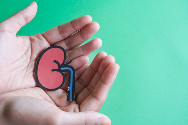 自體vs異體:不同來源的干細胞治療腎病患者的安全性有區別嗎? 自體vs異體:不同來源的干細胞治療腎病患者的安全性有區別嗎?