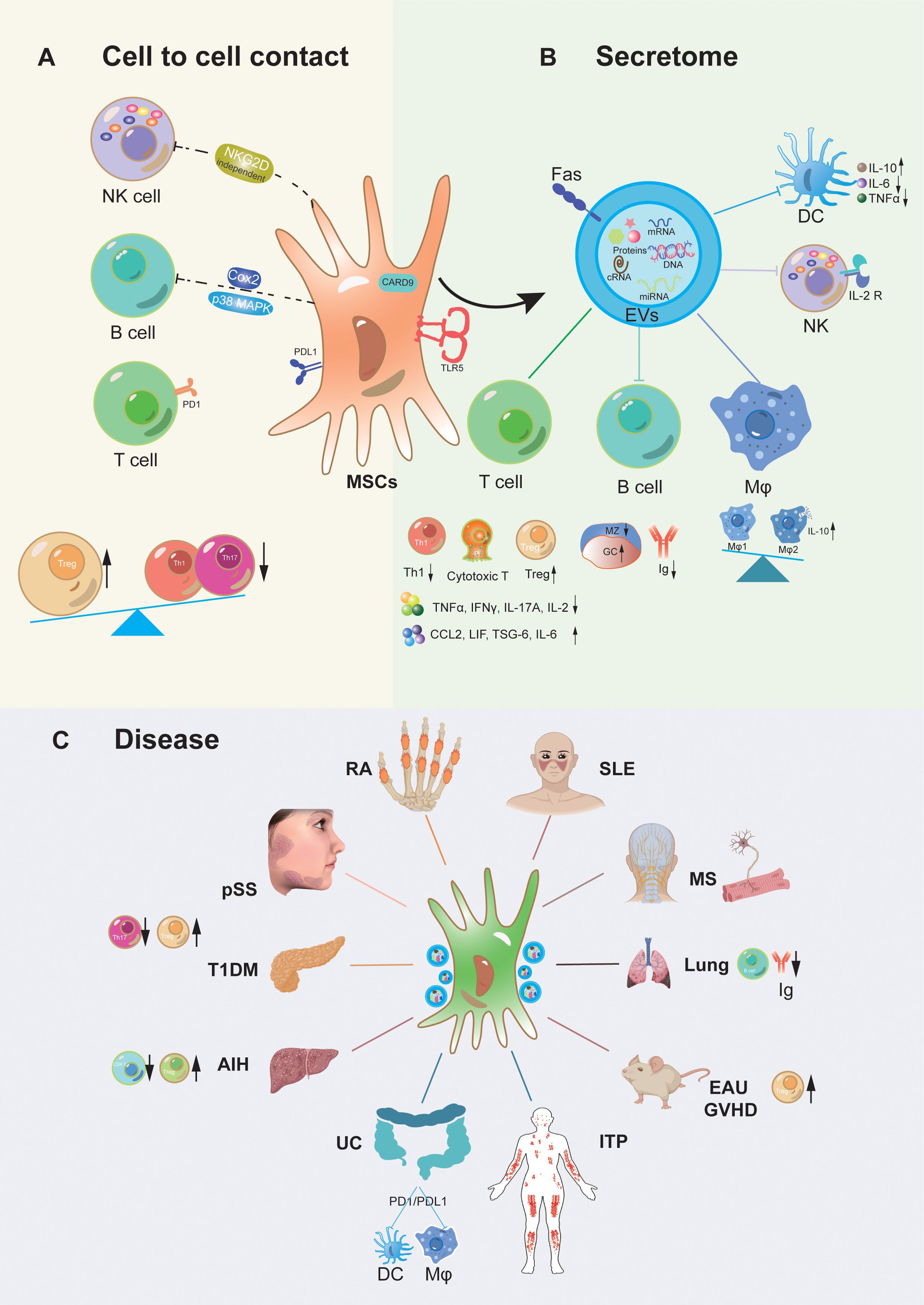 圖1：間充質干細胞移植治療自身炎癥性疾病的作用機制。