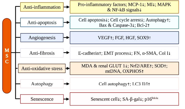 圖 (4)：間充質干細胞治療腎臟疾病