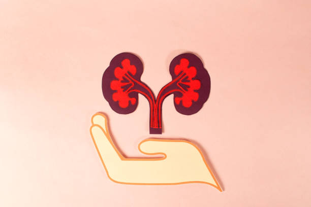 間充質干細胞治療腎病：不同劑量與給藥途徑會影響療效嗎？