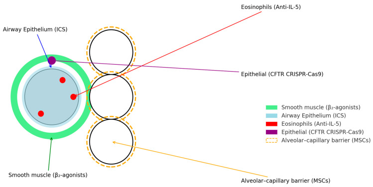 圖1：肺部疾病的當(dāng)前和新興治療目標(biāo)。