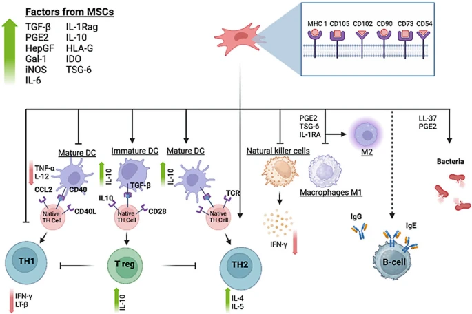 圖3：MSC與免疫細胞的相互作用。