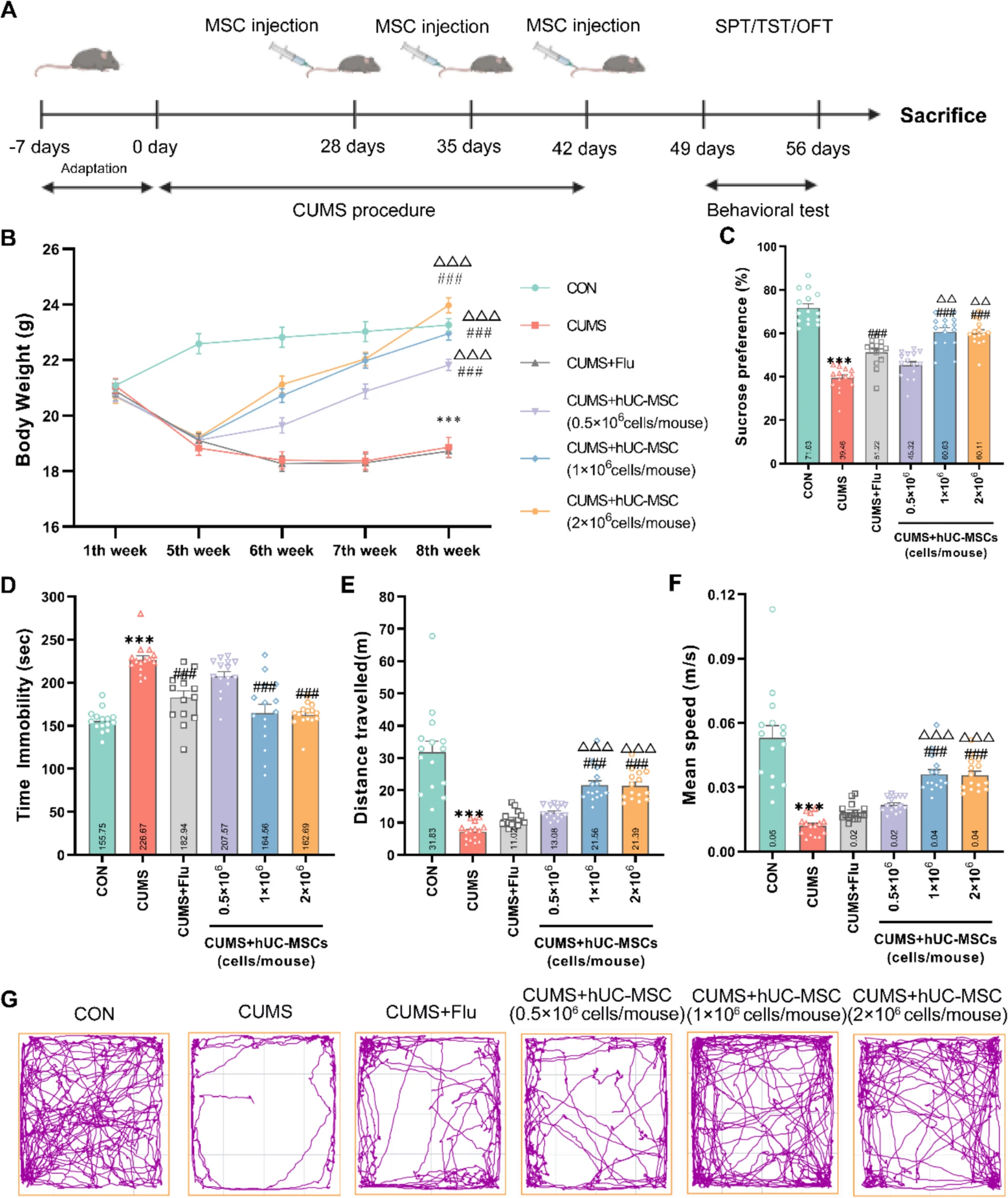 圖1：hUC-MSCs改善了CUMS引起的抑郁和焦慮樣行為。