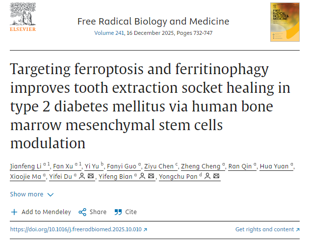 通過調控人骨髓間充質干細胞，靶向鐵死亡和鐵蛋白自噬可改善2型糖尿病患者拔牙窩的愈合。
